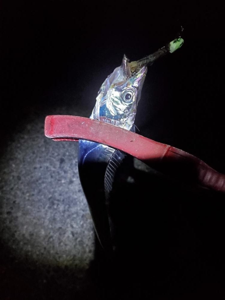 夕マズメ、短時間のタチウオ狙い