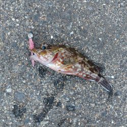 アジ探し@下津周辺