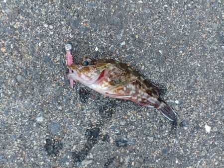 アジ探し@下津周辺