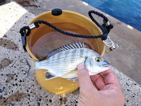 遅めの夏休みでキス釣り