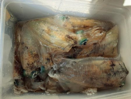 若狭ティップラン