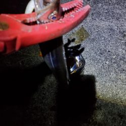 夕方～夜　タチウオです！