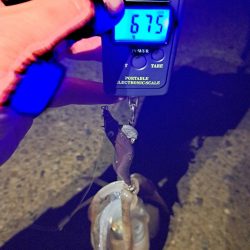 良いサイズ混じり