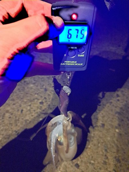 良いサイズ混じり