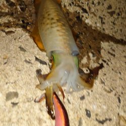 ナイトエギングIN対馬