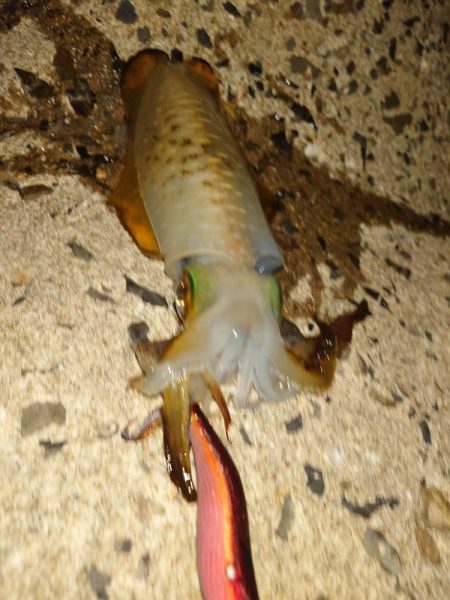 ナイトエギングIN対馬