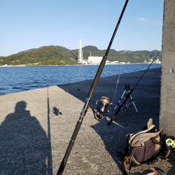 青物は留守でした！