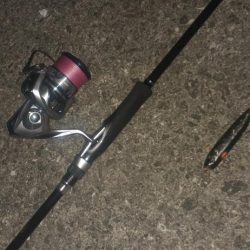 西宮周辺 トップシーバス