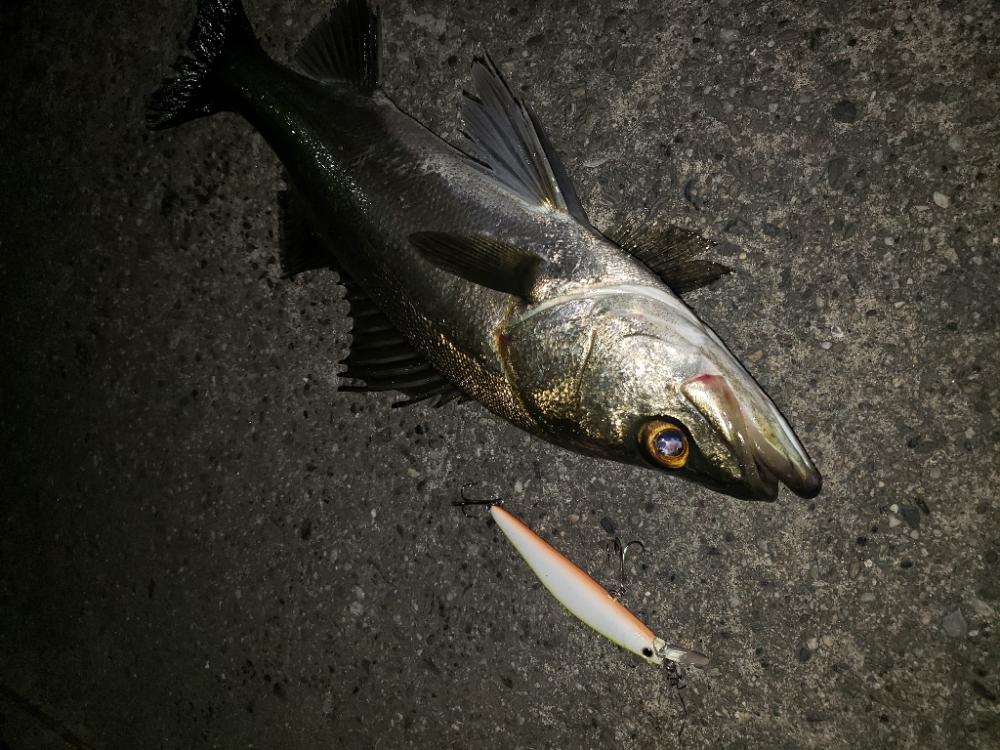 鱸と鮃
