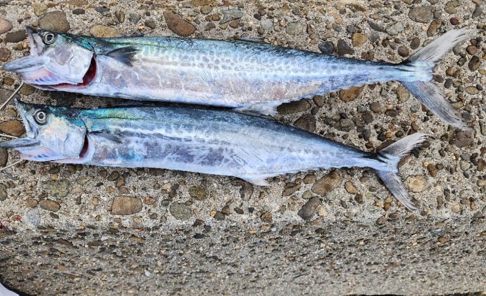 シーズン本格化?