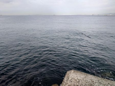 ショアジギジギ