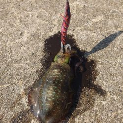 デイエギングIN対馬