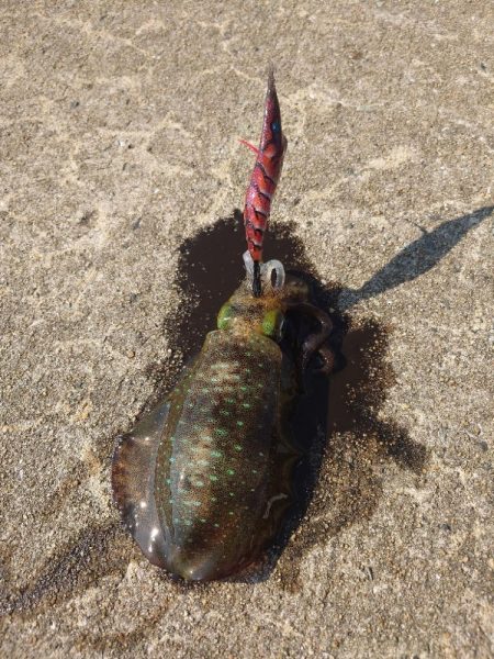 デイエギングIN対馬