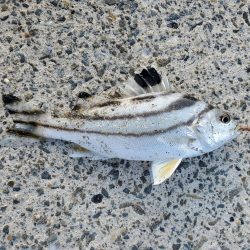 秋のちょい投げ