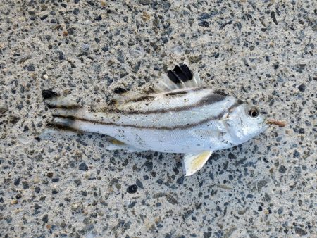 秋のちょい投げ