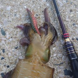 朝マズメエギングIN対馬