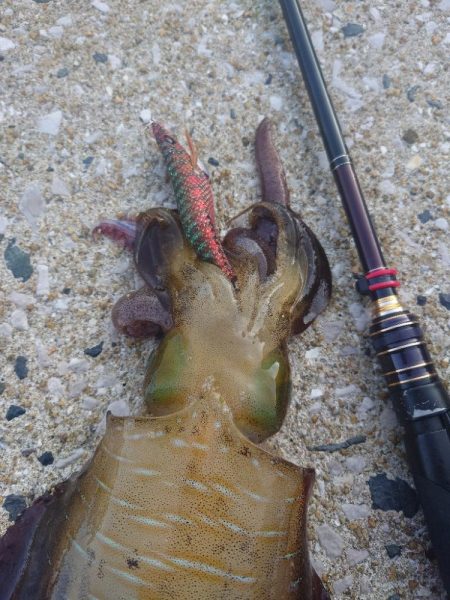 朝マズメエギングIN対馬