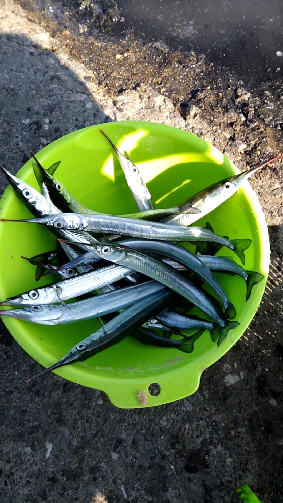 活性高し!サヨリ