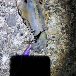 朝マズメのエギング