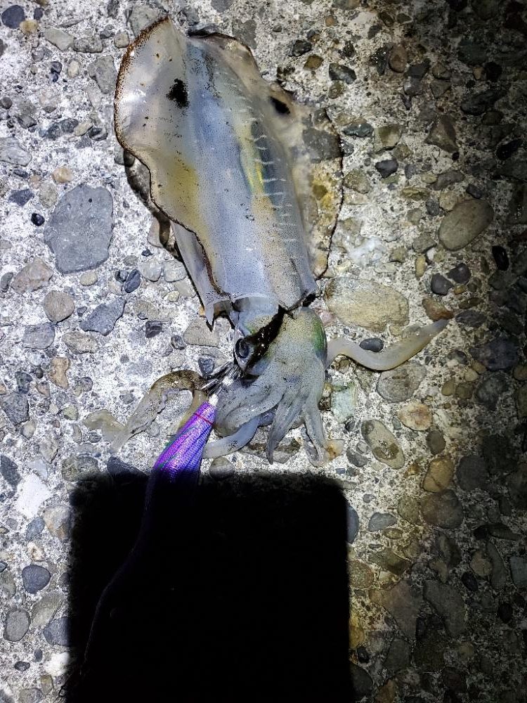 朝マズメのエギング