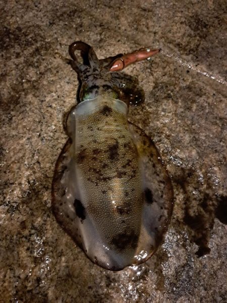 もうこれぐらいの数なのかな