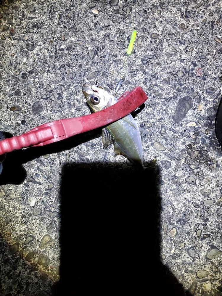 タチウオ仕掛けでタチウオ以外を狙う