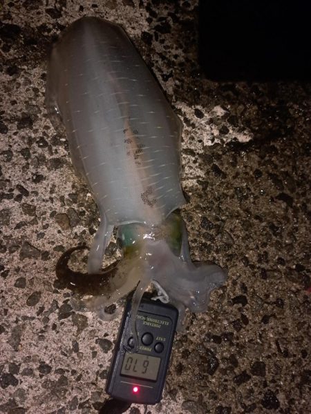 いつもこのサイズ止まり