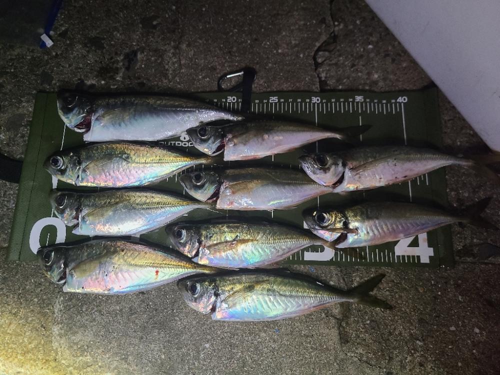 夕マズメのナイトアジング