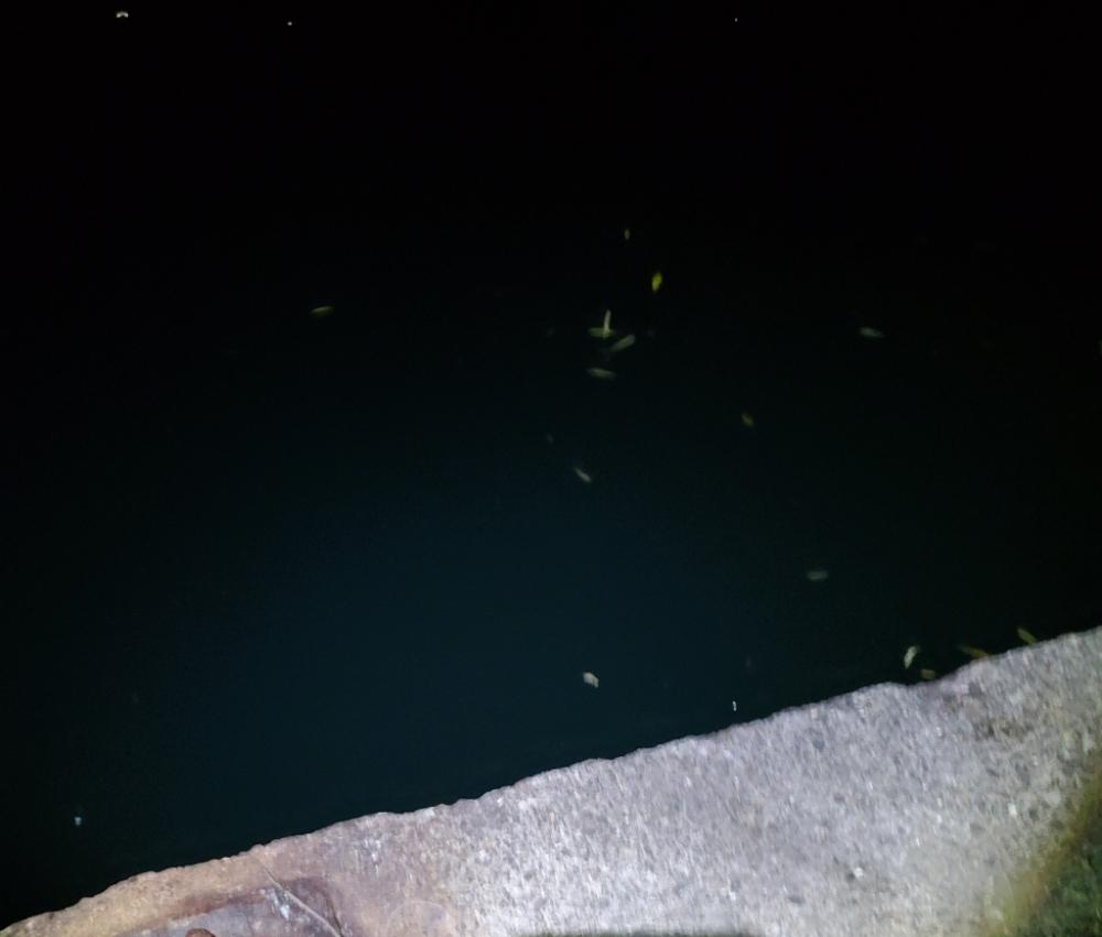 久しぶりのジグ単アジング