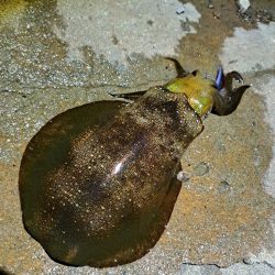 久しぶりのエギング&アジング