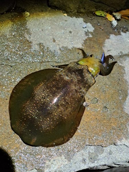 久しぶりのエギング&アジング