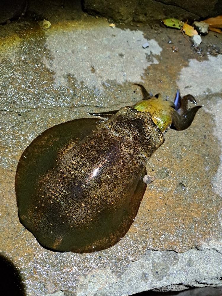 久しぶりのエギング&アジング