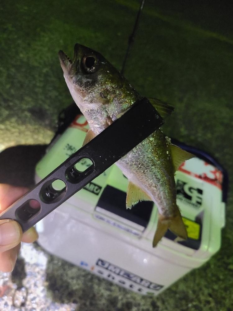 潮が動くと釣れるのね〰️🎵