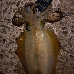 やっとキロアップ