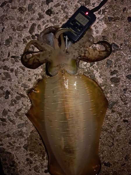 やっとキロアップ