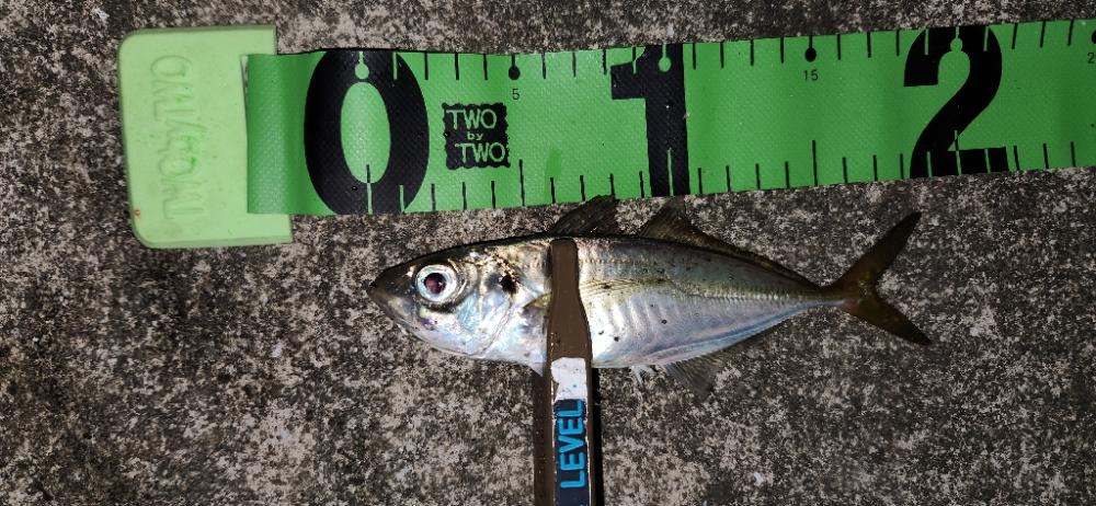 こましなアジが廻ってきた