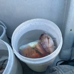 鹿児島錦江湾のテンヤマダイに行きました