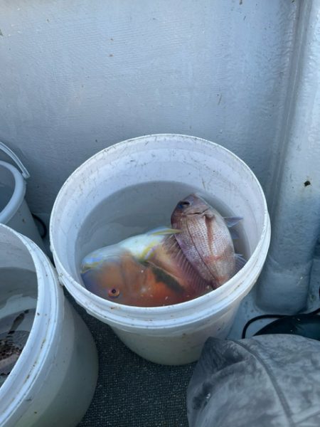 鹿児島錦江湾のテンヤマダイに行きました