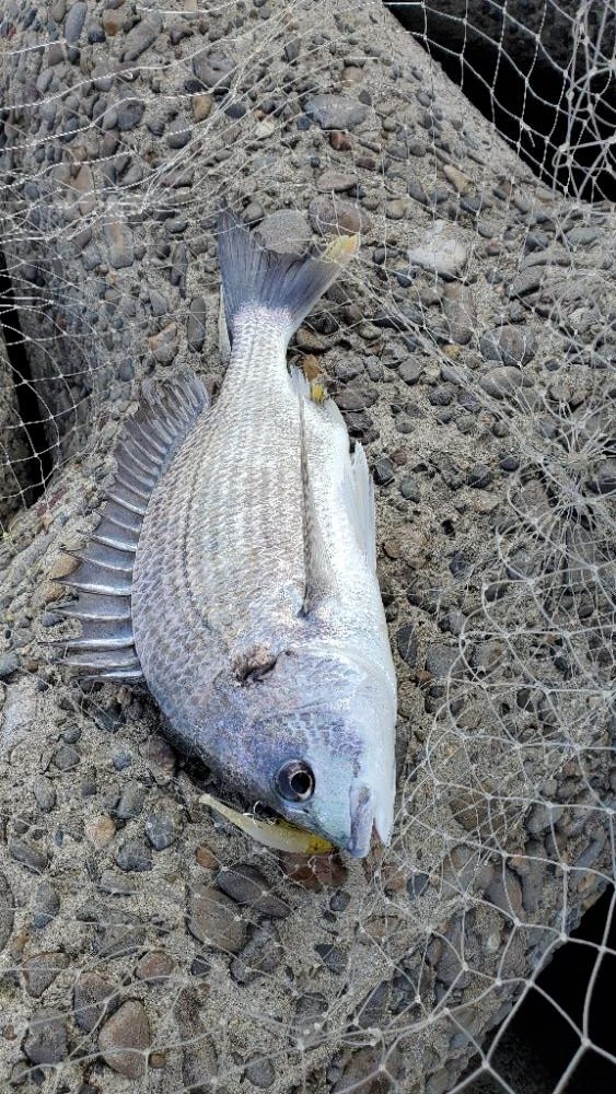 河口でなんとか１枚