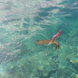 デイエギングIN対馬