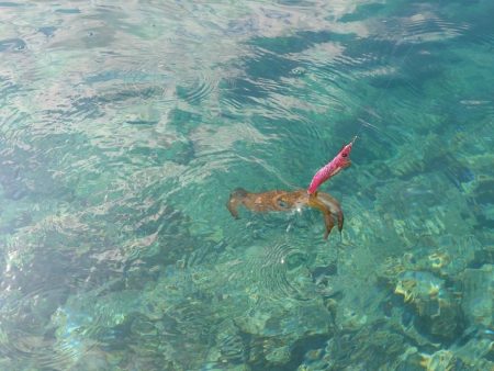 デイエギングIN対馬