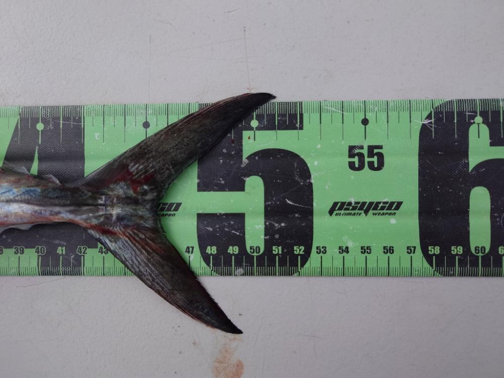 子守フィッシング