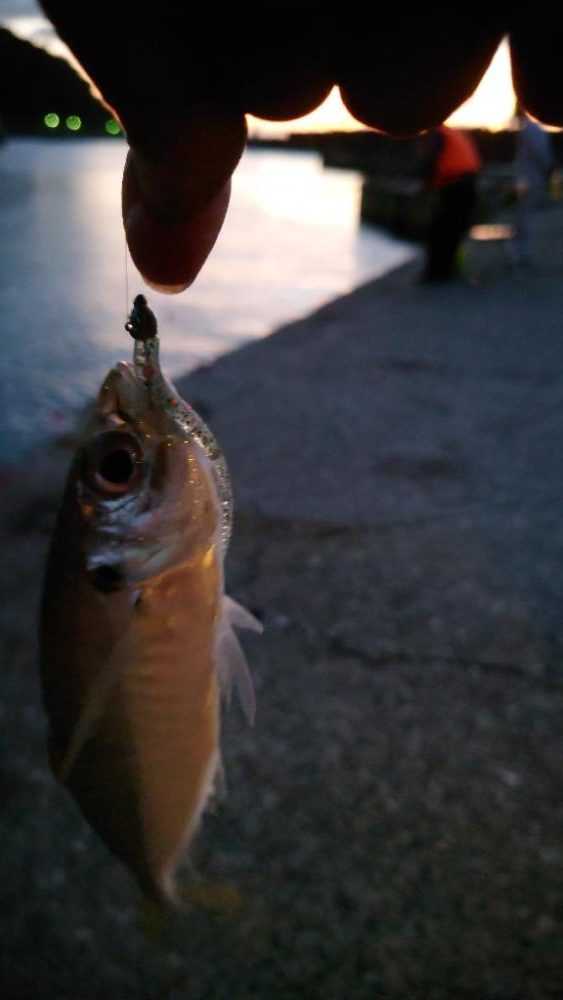 色々つれました