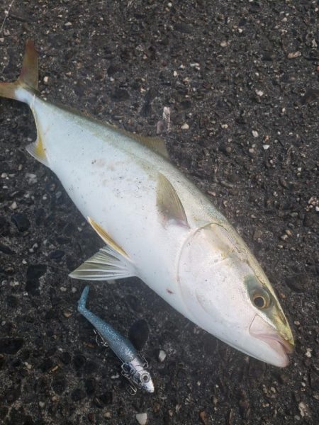 青物釣り