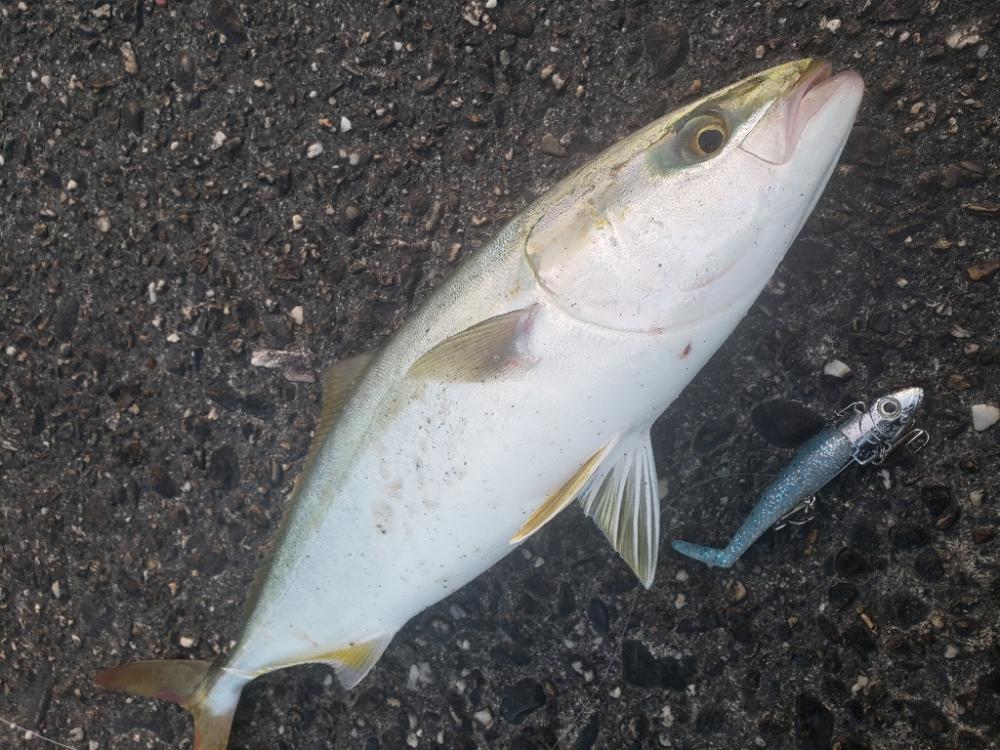 青物釣り
