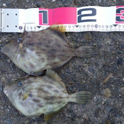 シマノの磯釣り大会の順延日でした