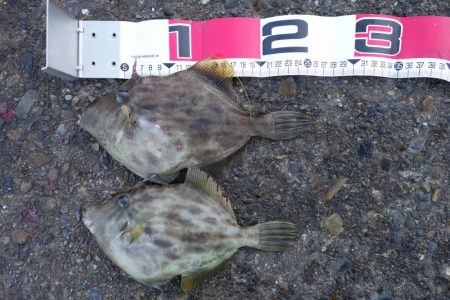 シマノの磯釣り大会の順延日でした