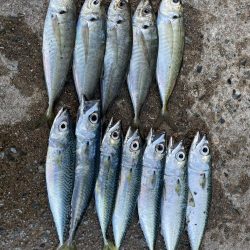 朝マズメが熱い！