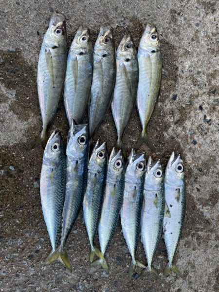 朝マズメが熱い！