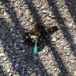 久しぶりに会う友達とカワハギ釣り